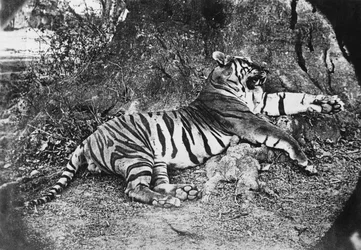 Tiger, um 1870